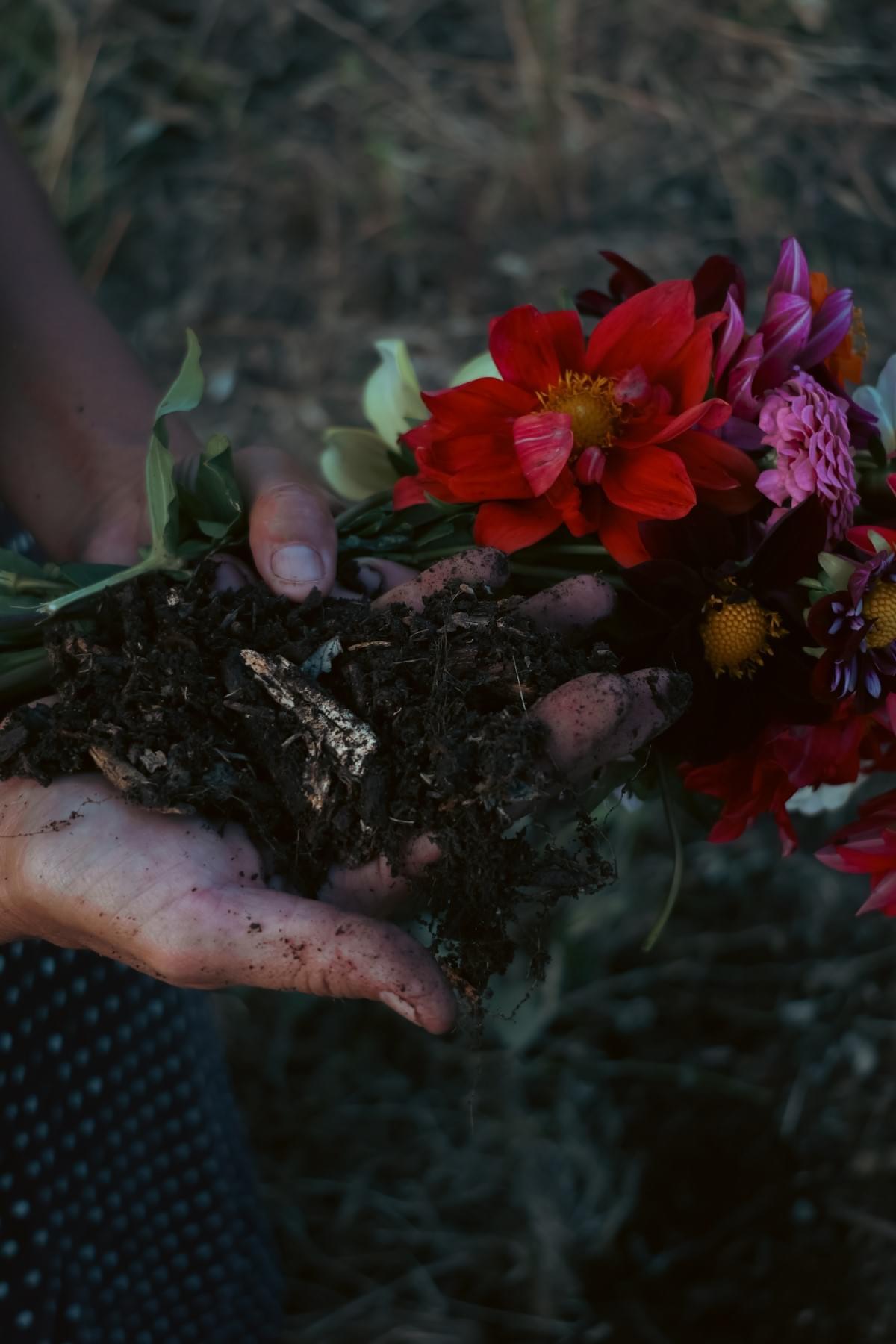 Hands holding rich garden soil and flowers in Hokianga, showing real conditions for growing heirloom tomatoes.