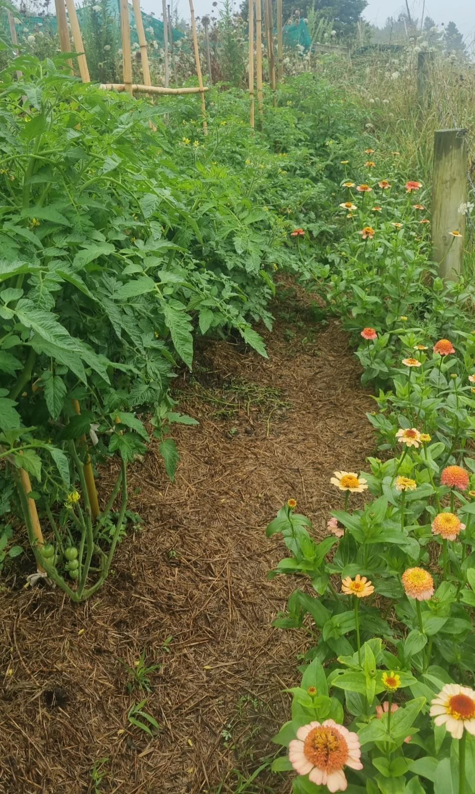 I have been growing Zinnias amongst my tomatoes, and I loved it. Here is Oklahoma Pink, isn't she sublime. I have been growing Zinnias amongst my tomatoes, and I loved it. Here is Oklahoma Pink, isn't she sublime.