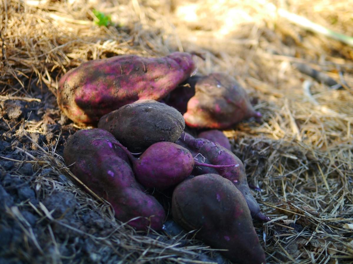 Freshly harvested Owairaka Red kūmara grown in a chemical-free garden with straw mulch in Ōmanaia, Hokianga, Northland, New Zealand, 2025. Freshly harvested Owairaka Red kūmara grown in a chemical-free garden with straw mulch in Ōmanaia, Hokianga, Northland, New Zealand, 2025.