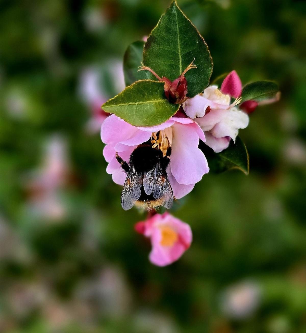 Tasha's spring bumblebee pollinating a pink camellia flower, 16 August 2025.