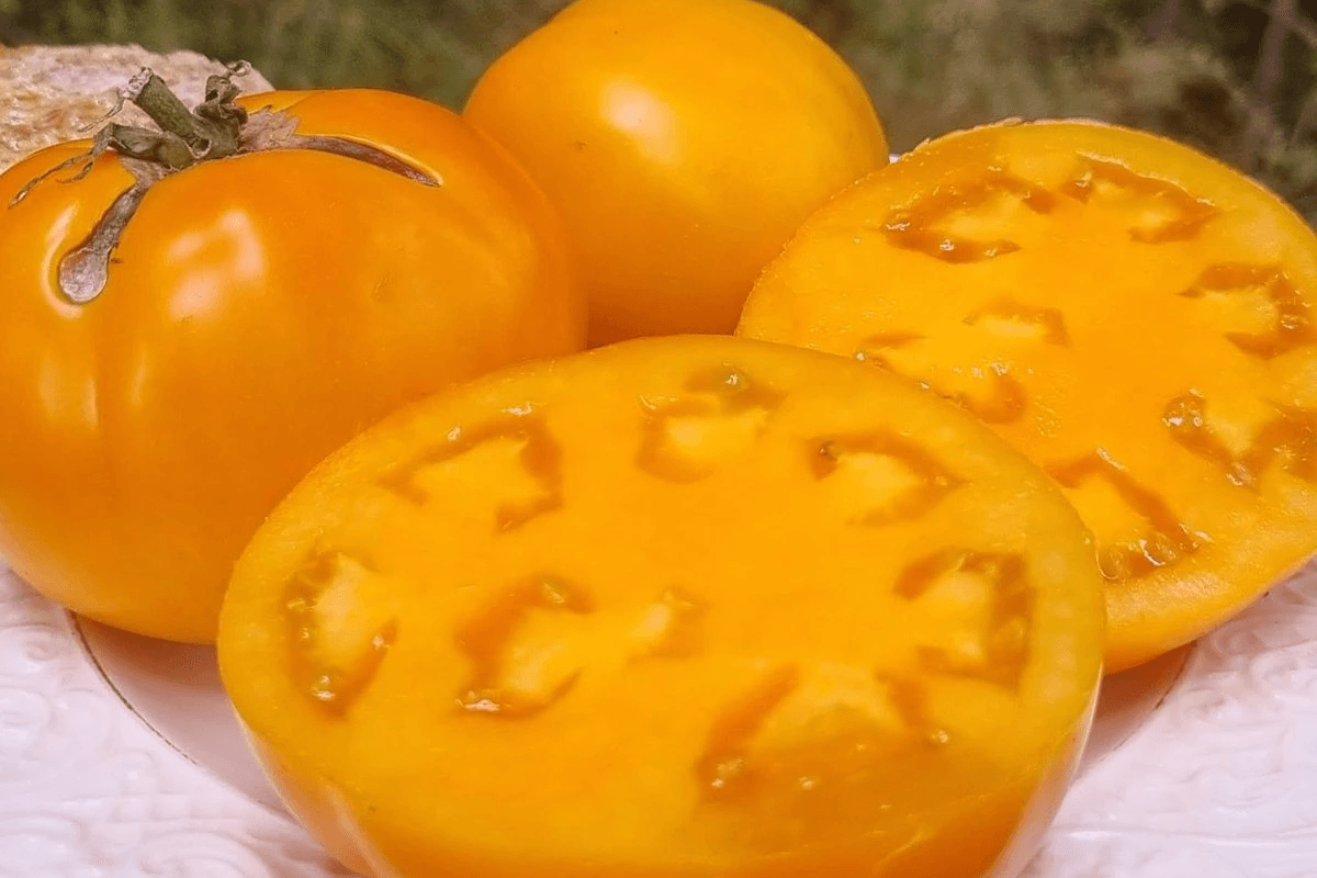 Moonglow yellow heirloom tomato, also described as orange, leaning against a bamboo stake, prolific and juicy, growing in my garden in Omanaia, Northland, New Zealand.