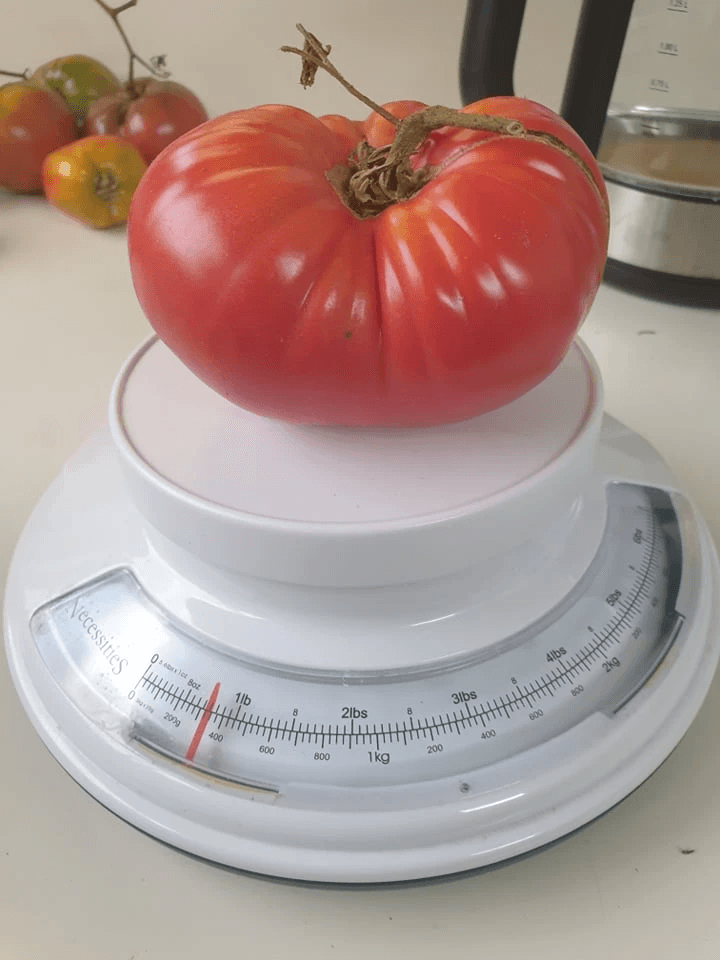 Katrina sent in this beauty — a Giant German tipping the scales at nearly 400 grams. Proof that good seed + good care = tomato magic.