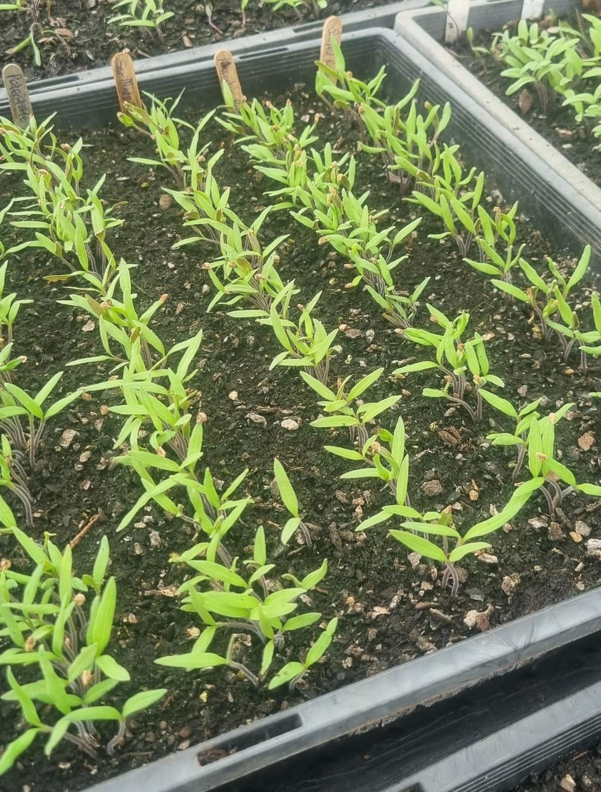 Rows of different seedling varieties, here you can see I clearly did not take my spacing advice. Rows of different seedling varieties, here you can see I clearly did not take my spacing advice.