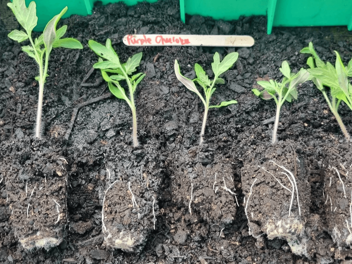 Young Cherokee Purple tomato seedlings showing strong root growth before transplanting. Young Cherokee Purple tomato seedlings showing strong root growth before transplanting.