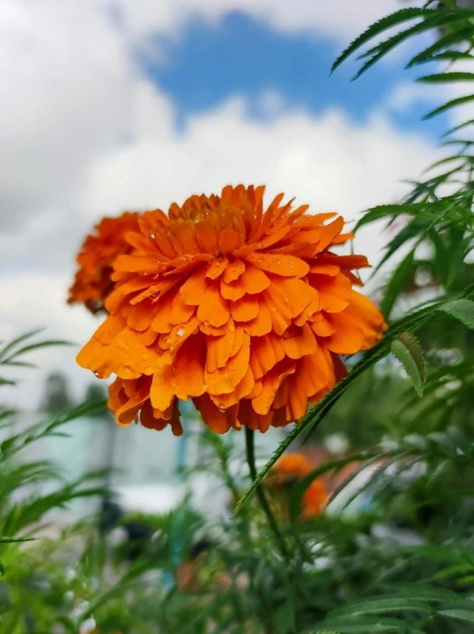 Marigolds growing in a garden.