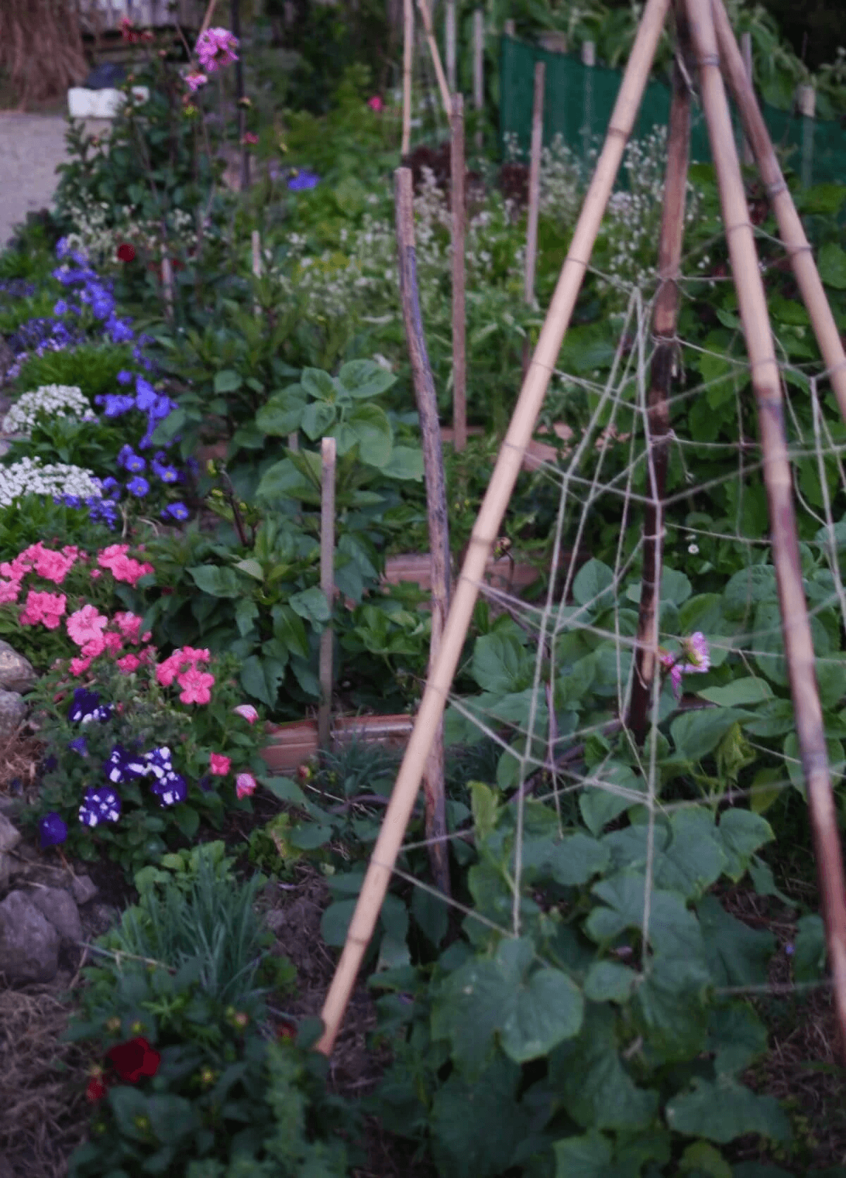 Last year's garden, I tried to add many more types of flowers into the strawberry bed.  I now know that spring onions and asparagus are great for in the strawberry bed.  Lets go 2025, I can't wait to amp up my companion planting game.