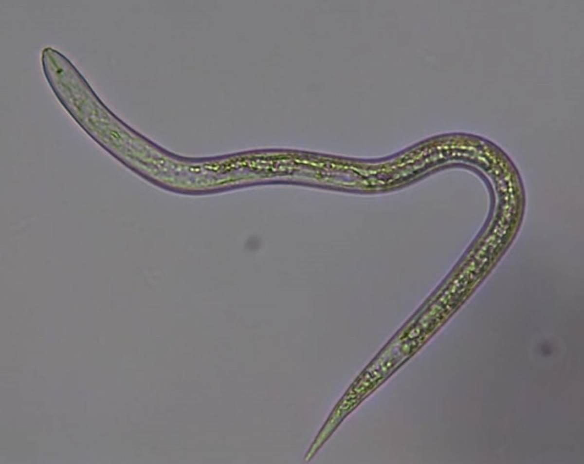 Microscopic view of Meloidogyne incognita juvenile J2 stage, a root-knot nematode that infects tomato roots.