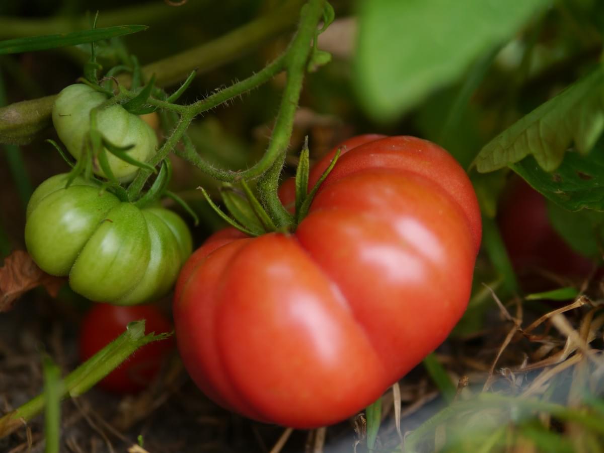 Oaxacan Pink Mexican heirloom tomato vine, grown chemical-free in Hokianga, Northland, New Zealand.