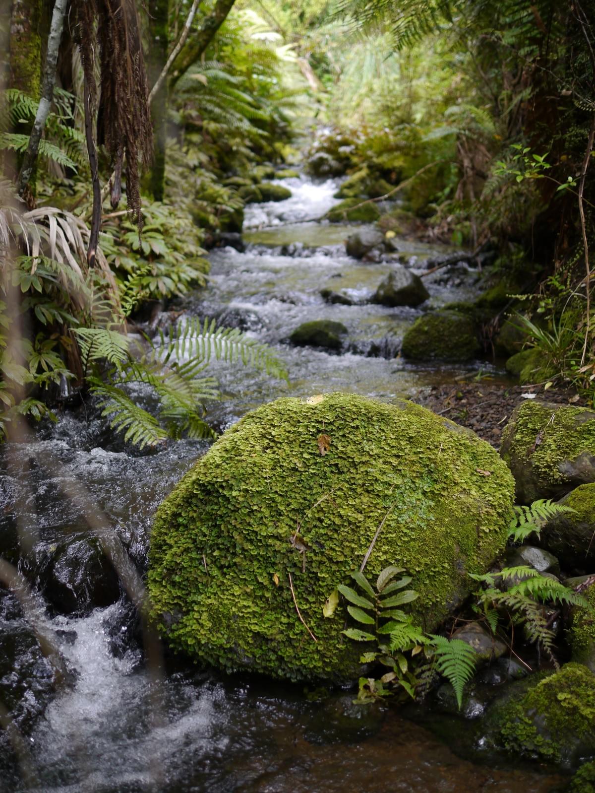 Pristine Petaka Stream in Omanaia, Northland — reflecting interconnected soil, water, and life systems.