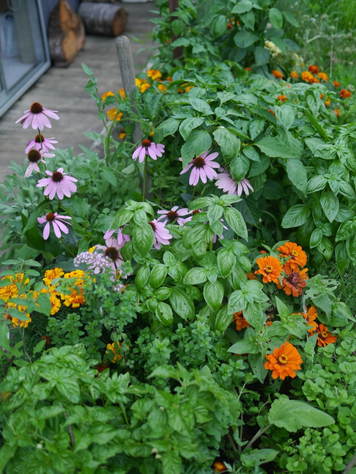 Combination of companion plants, basil, echinacea, zinnia, marigolds, chickweed, thyme and capsicums. Combination of companion plants, basil, echinacea, zinnia, marigolds, chickweed, thyme and capsicums.