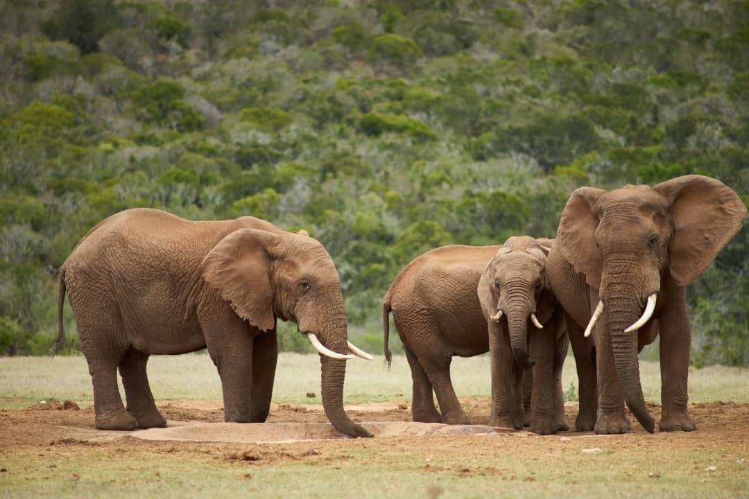 Engage with local communities and learn about their traditions, crafts, and stories that shape the Ugandan culture. Cultural Immersion Experiences What We Offer At Baros Safaris Adventure Uganda, we don’t just show you places — we create moments that stay with you forever. With experienced guides, comfortable travel options, and a commitment to conservation and community, we ensure your journey through Uganda is safe, meaningful, and magical.