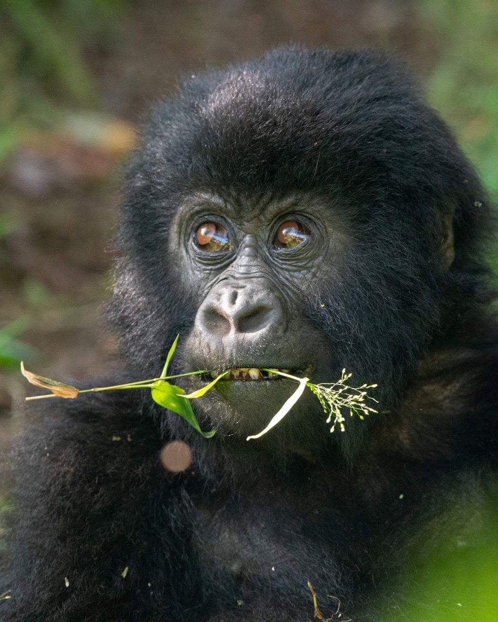 Engage with local communities and learn about their traditions, crafts, and stories that shape the Ugandan culture. Cultural Immersion Experiences What We Offer At Baros Safaris Adventure Uganda, we don’t just show you places — we create moments that stay with you forever. With experienced guides, comfortable travel options, and a commitment to conservation and community, we ensure your journey through Uganda is safe, meaningful, and magical.