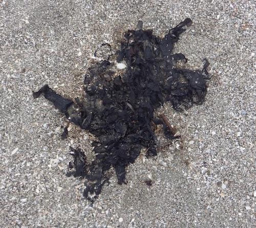 逗子海岸 黒い物質のナゾを探る