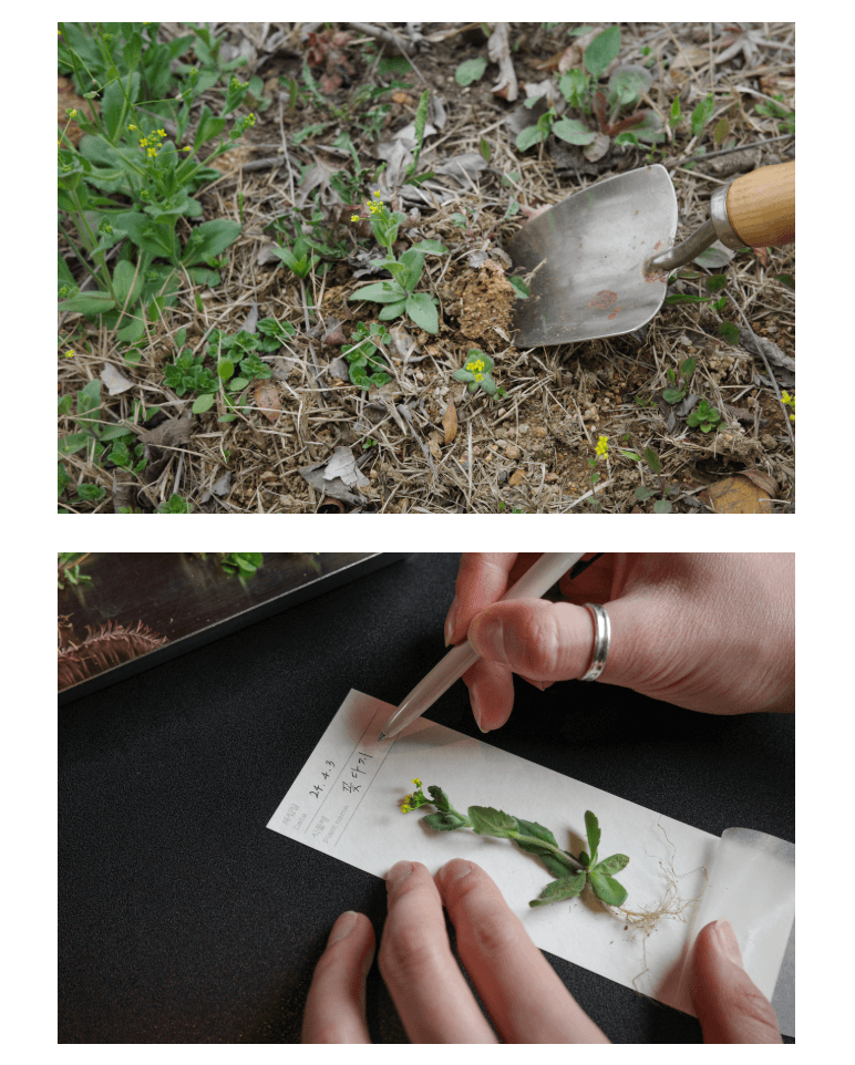 [오이뮤] 植物收藏布書簽 - 銀杏