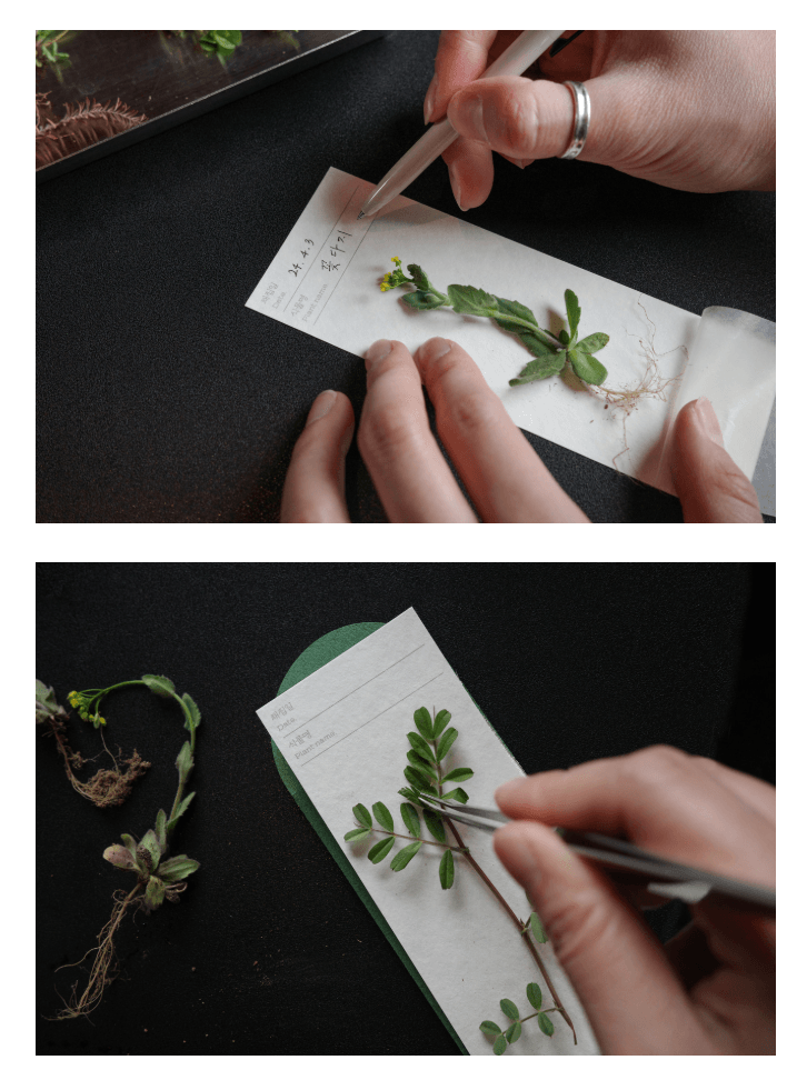 [오이뮤] 植物收藏布書簽 - 松樹