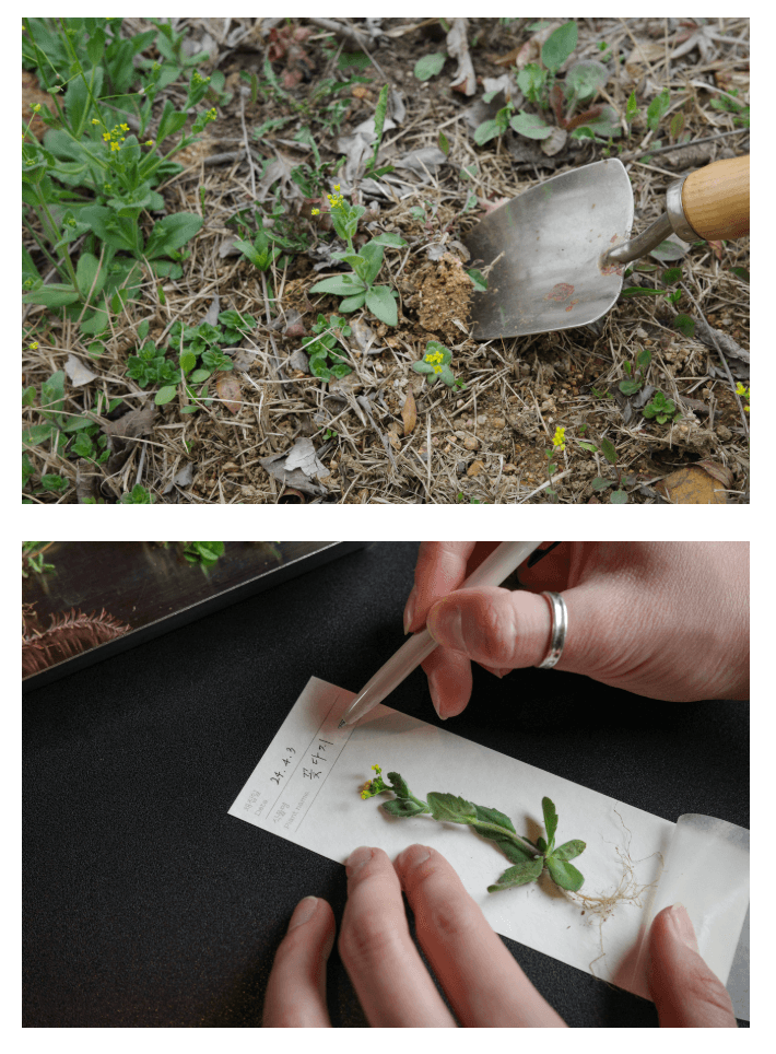 [오이뮤] 植物收藏布書簽 - 牽牛花