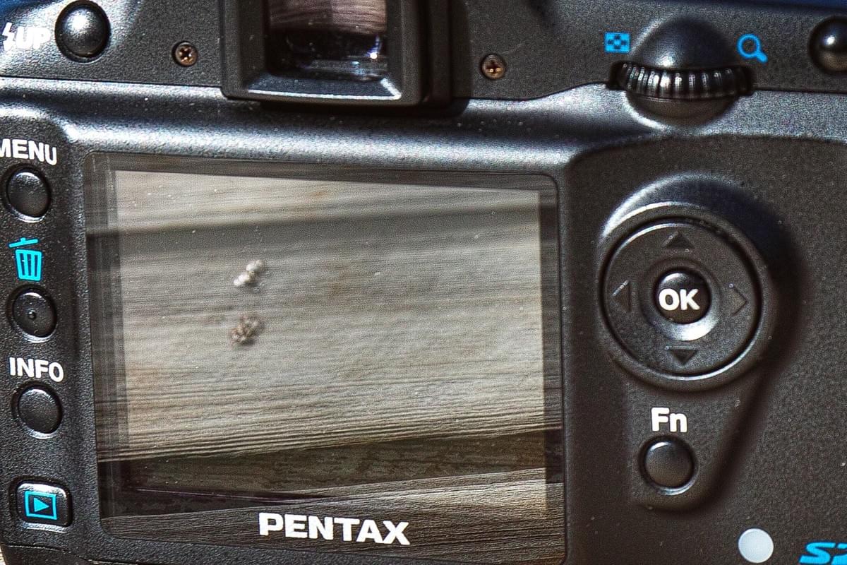 カメラレビュー vol. 11 PENTAX *ist DS2 - カメラ 