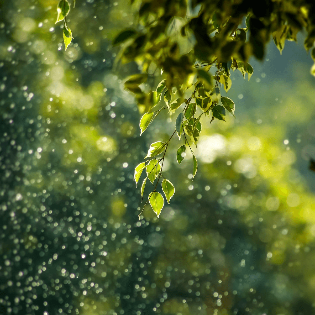 Arainoa, impact social et environnemental