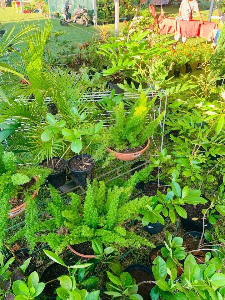 Te Mau Hotu Rau No Moorea