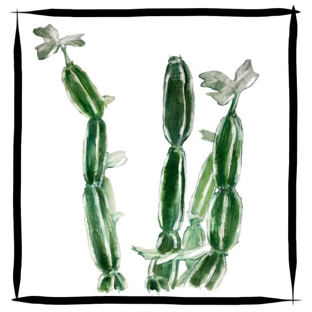 Cissus Joint Pain Relief