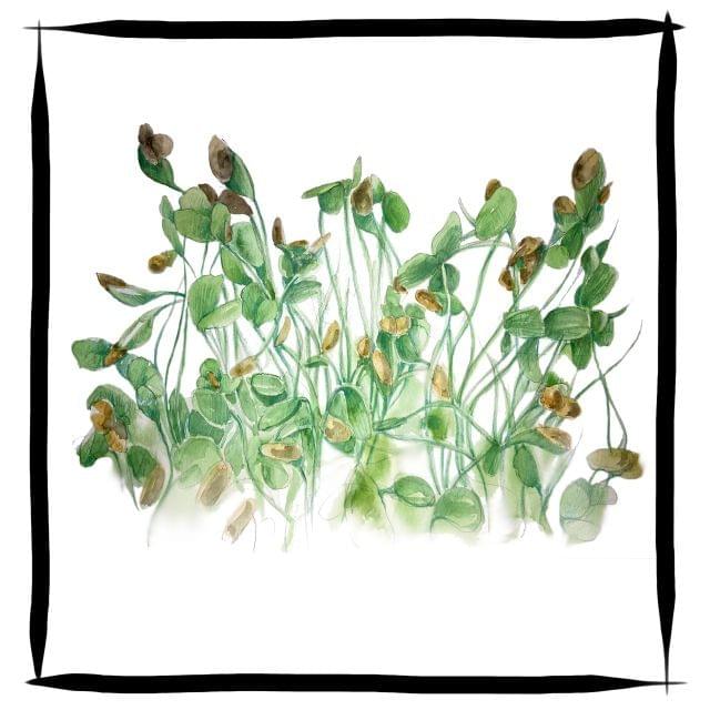 Calcium Fructoborate Joint Pain Relief