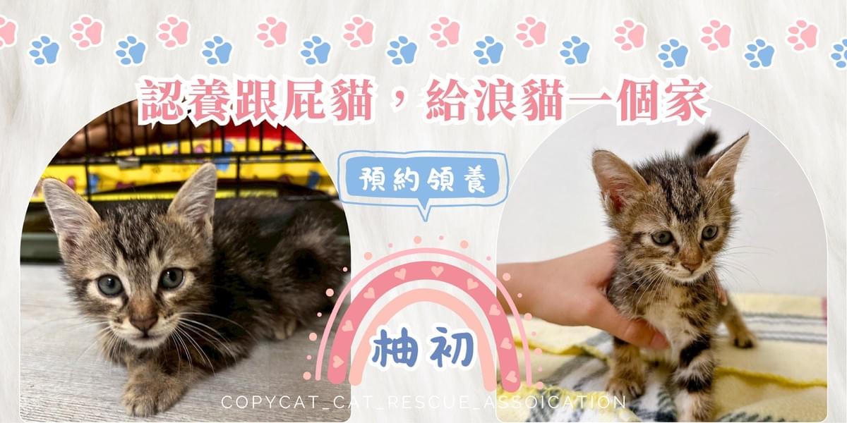柚初