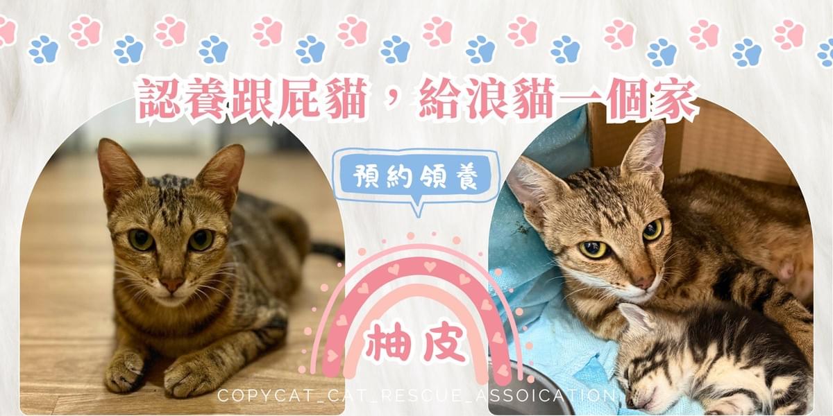 柚皮