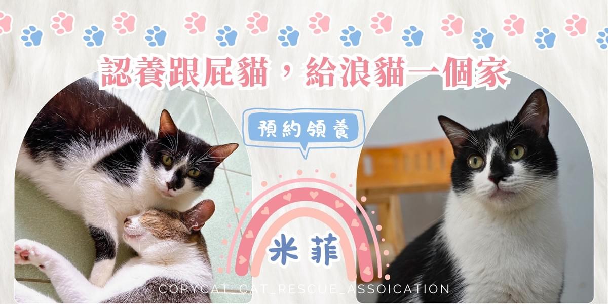 米菲