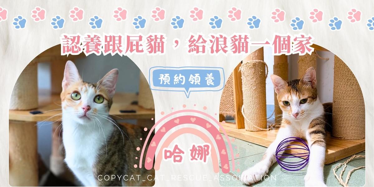 哈娜