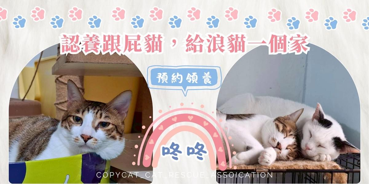 咚咚