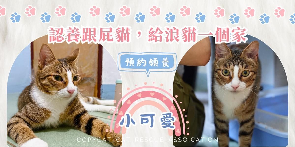 小可愛