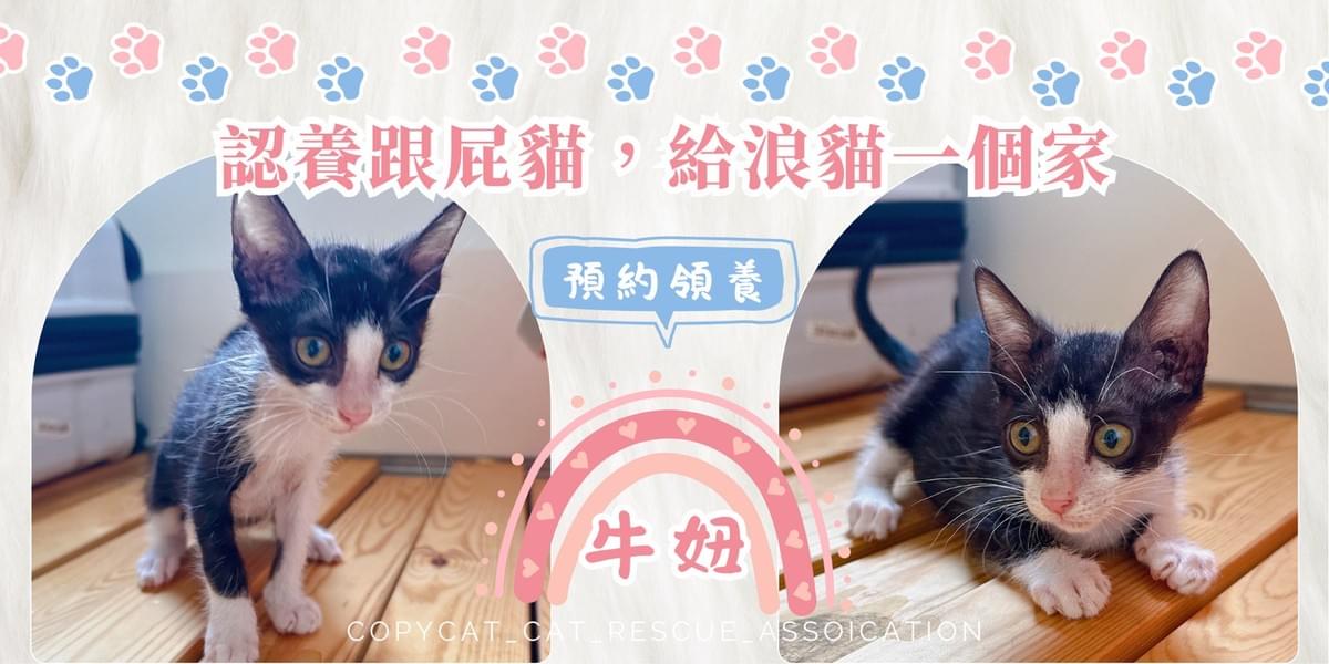 牛妞