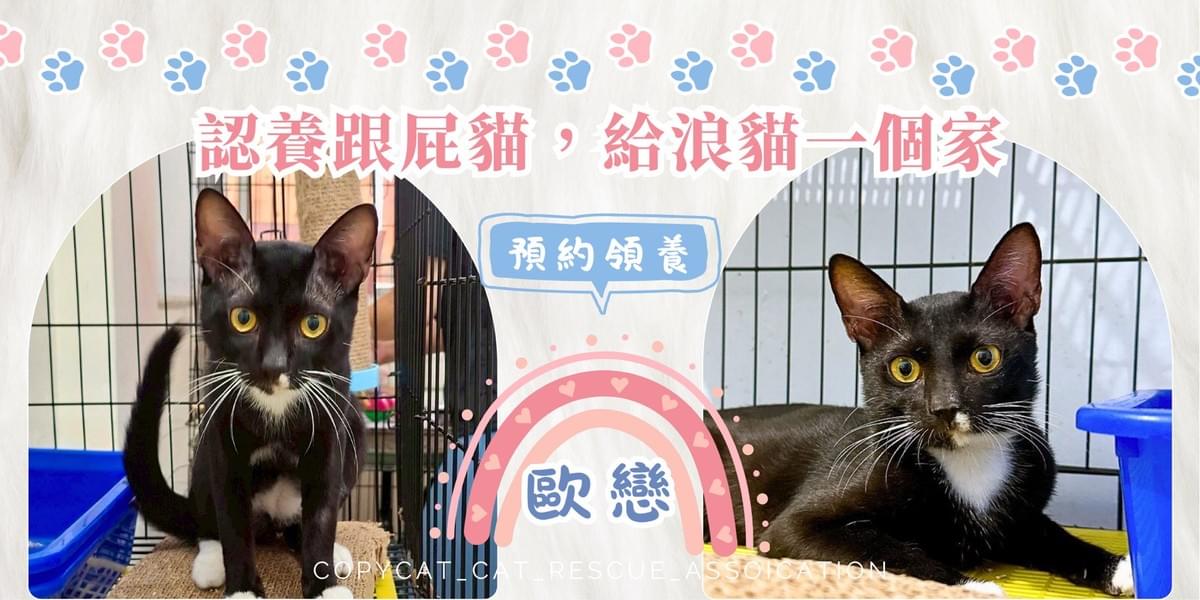歐戀