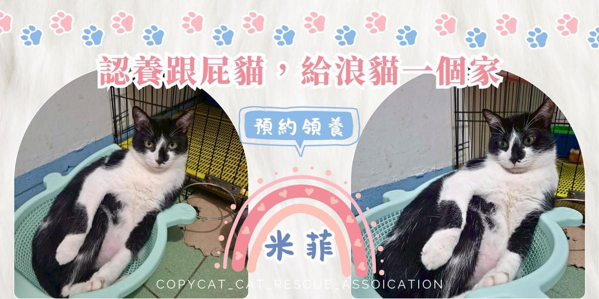 米菲