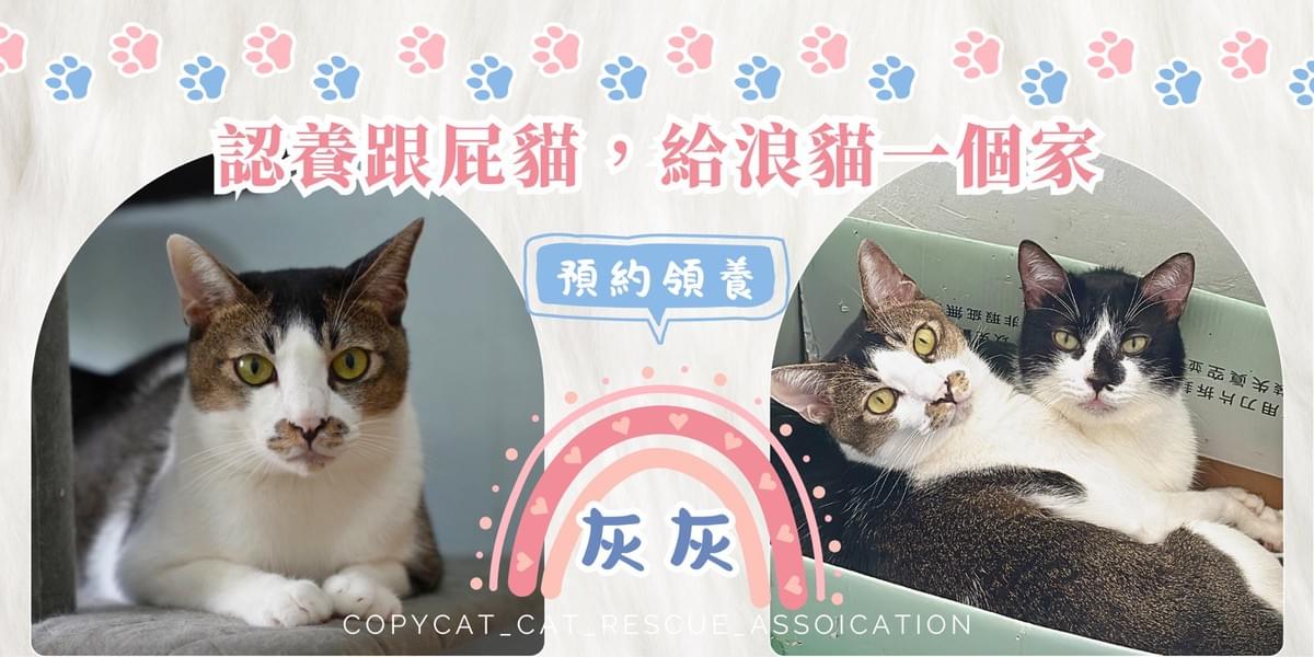 灰灰