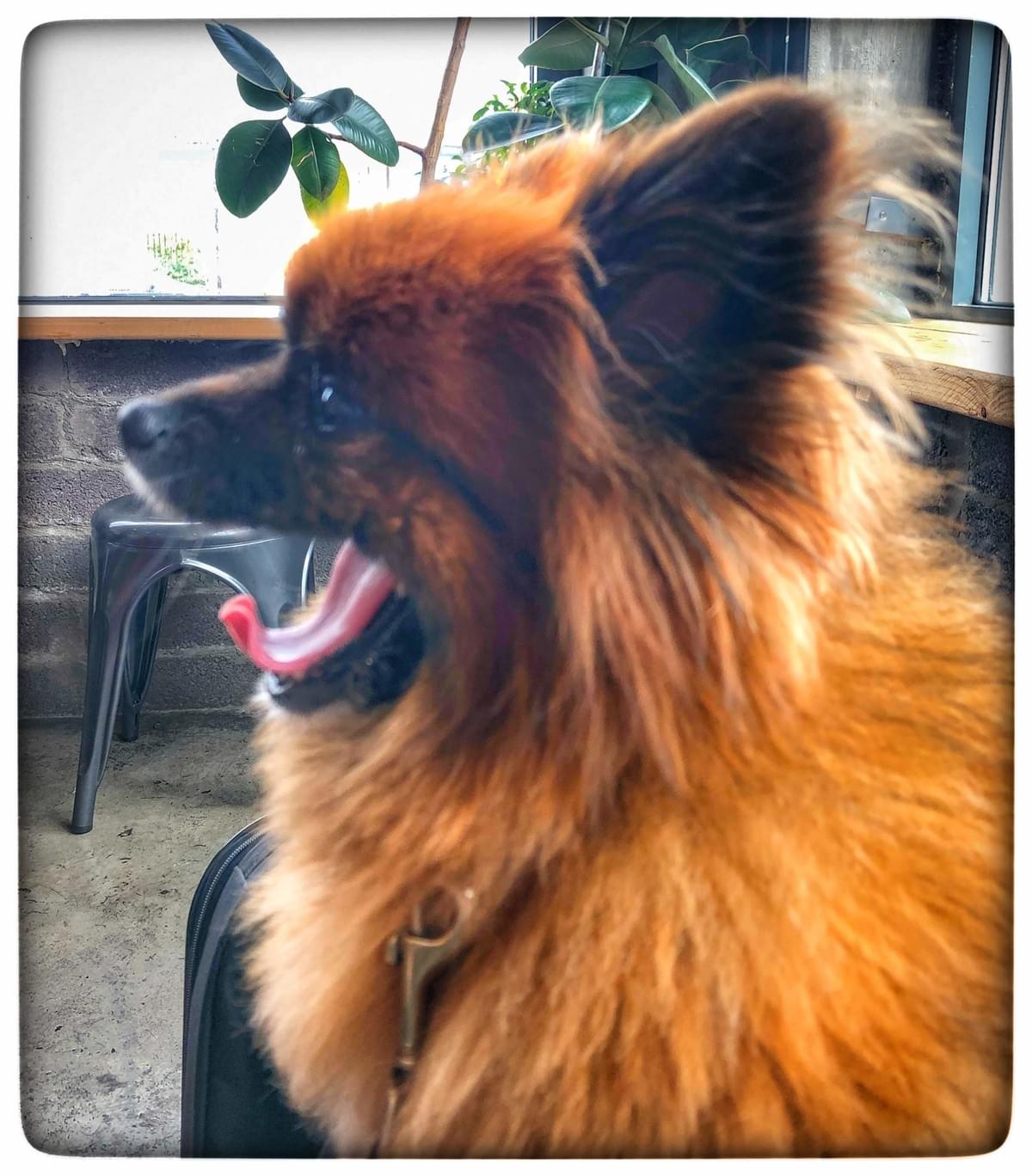 More dog friendly places