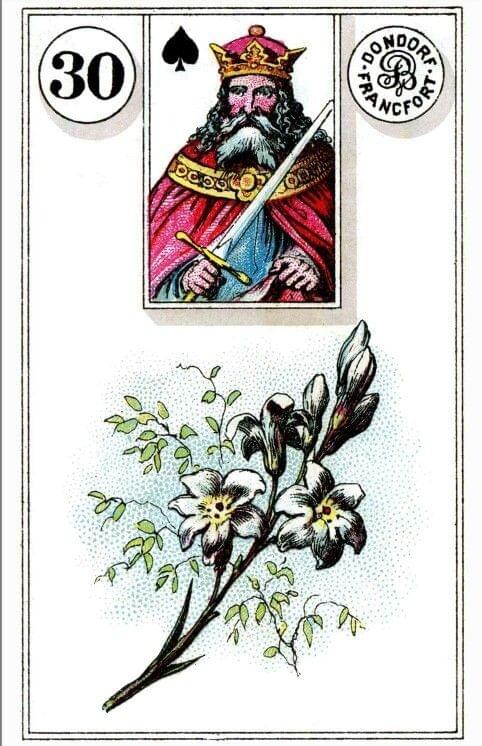 【雷諾曼占卜】百合 Lily｜此花為誰而綻放？親密關係、成熟的密語｜把塔羅當成繪本看｜雨露均占｜西洋牌卡骨董店｜塔羅｜雷諾曼｜占卜術