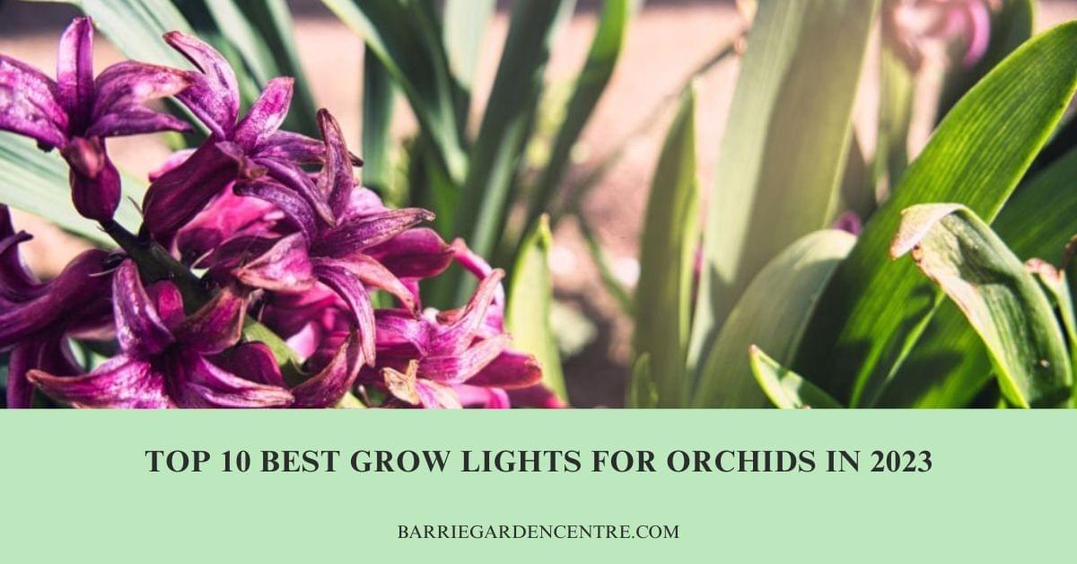 Top 10 Best Grow Lights for Orchids in 2024