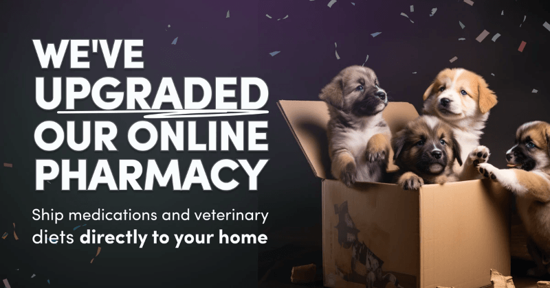Veterinary Online Pharmacy Media Aston PA