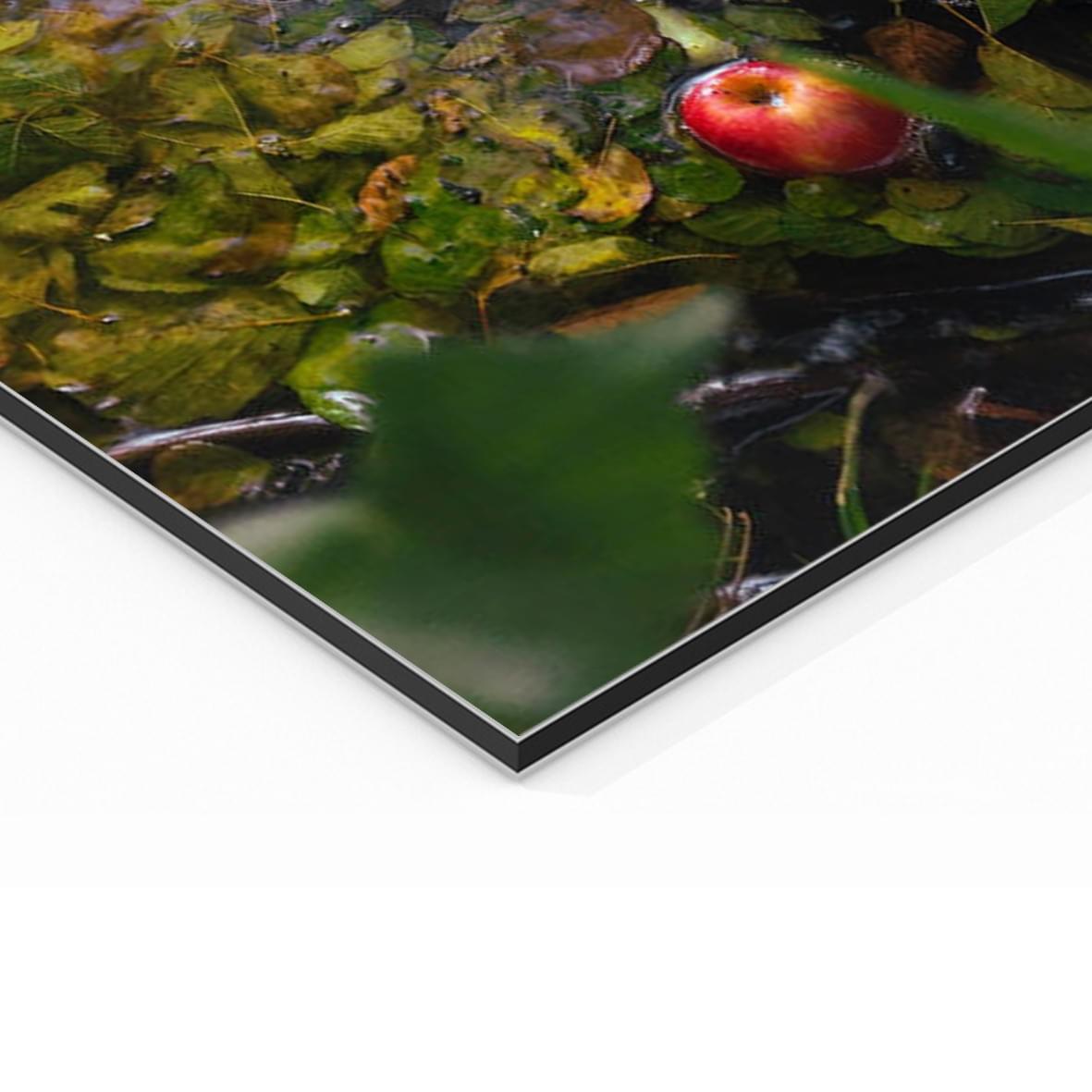 impression photo sur Dibond