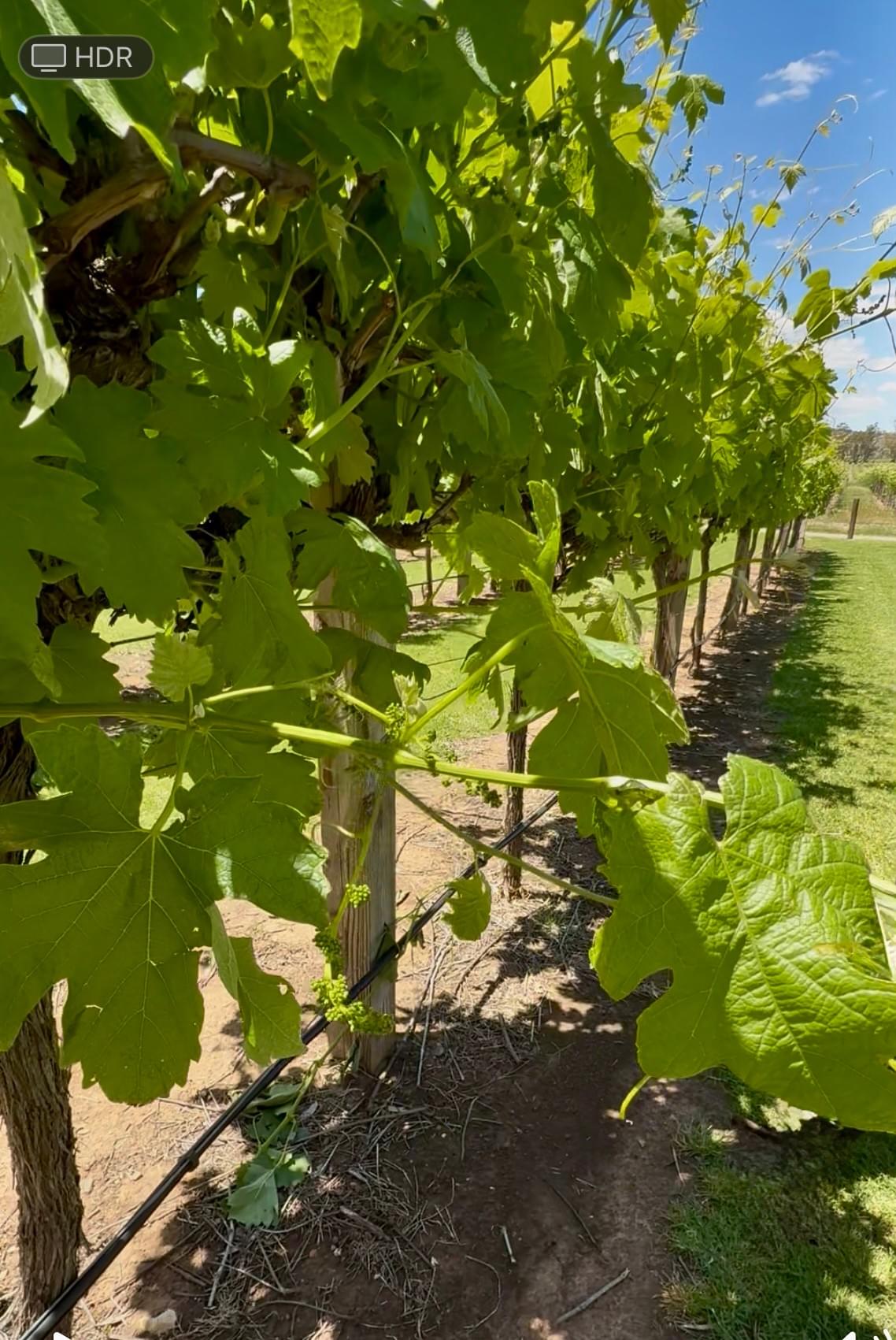 A vineyard in Australia