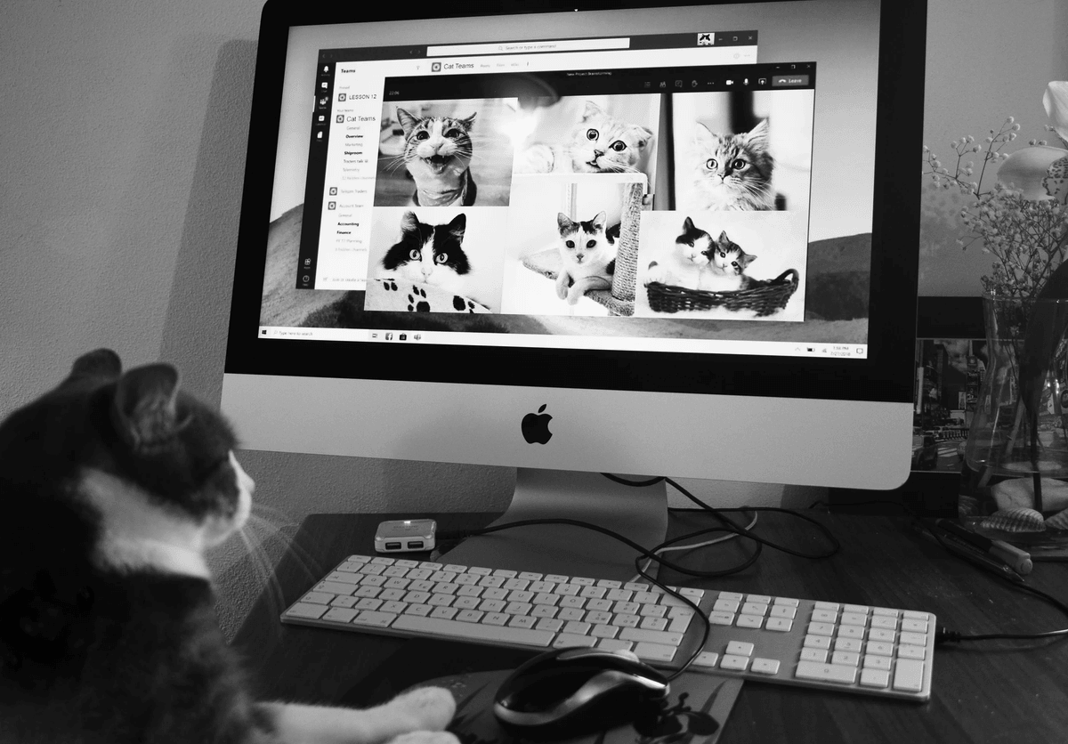 Améliorez le soin des animaux avec des ressources en ligne