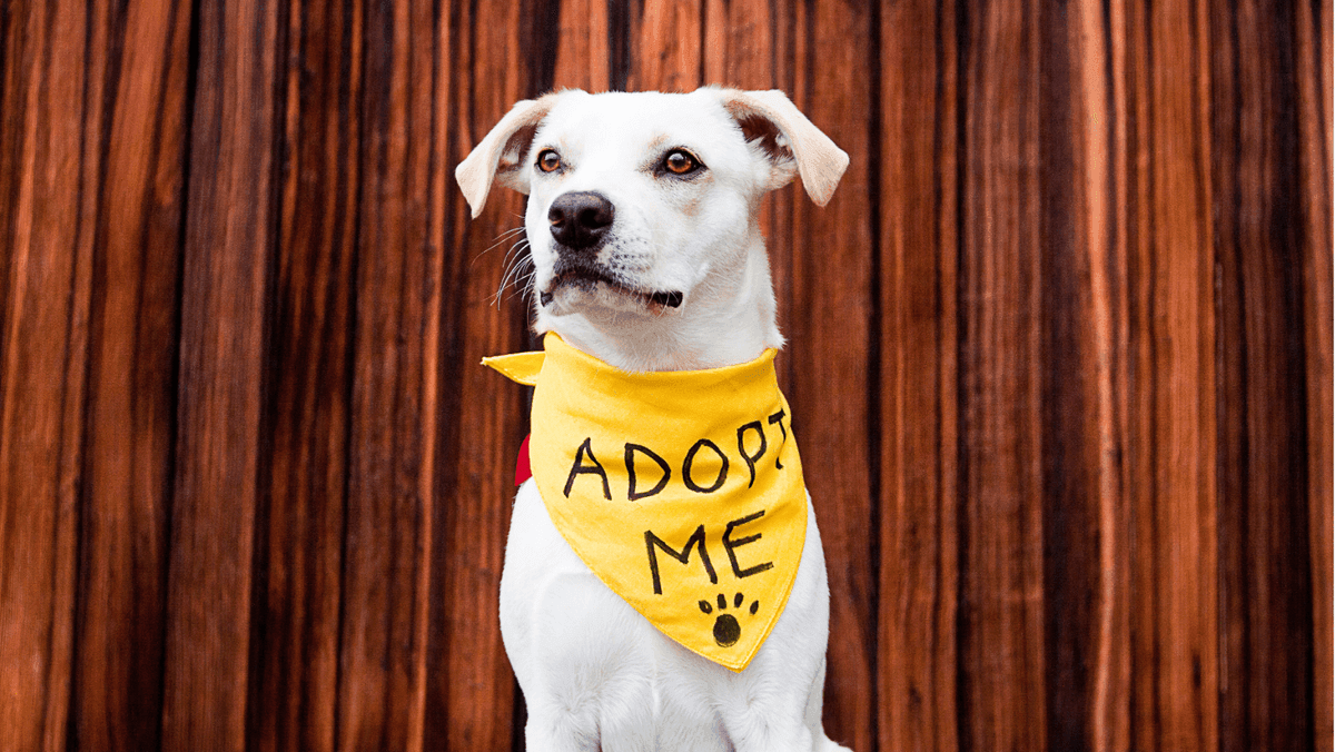 Plateformes d'adoption d'animaux incroyables pour votre prochain animal de compagnie