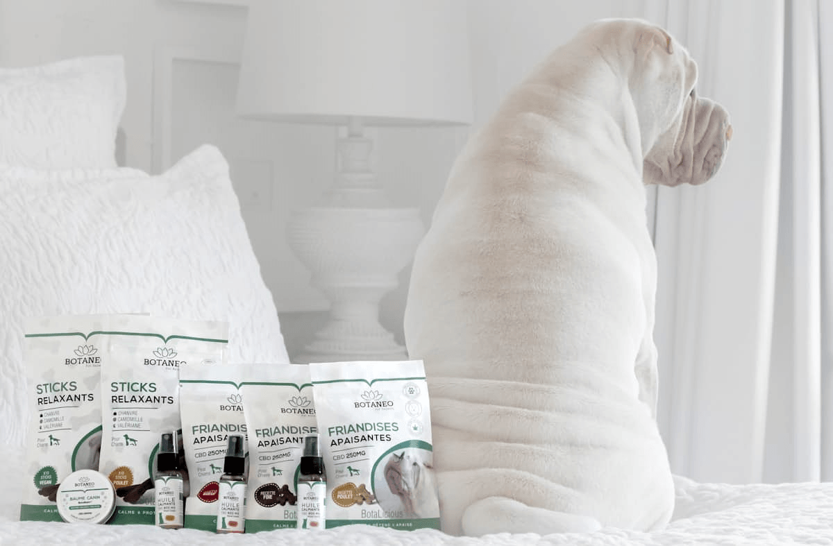 Petstagram Pro: Hướng dẫn tối ưu để khẳng định bản thân trên Instagram với doanh nghiệp thú cưng của bạn