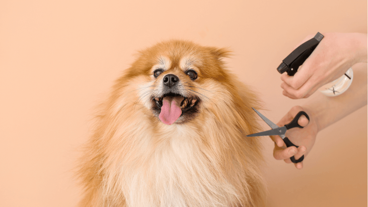 Sites de conseils experts pour les soins des animaux virtuels en 2025