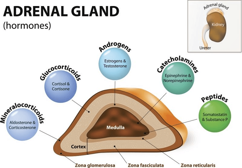 Adrenal gland produces what hormone