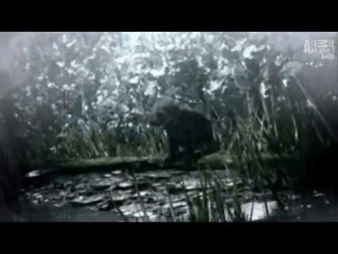 Best 3d dog porn video