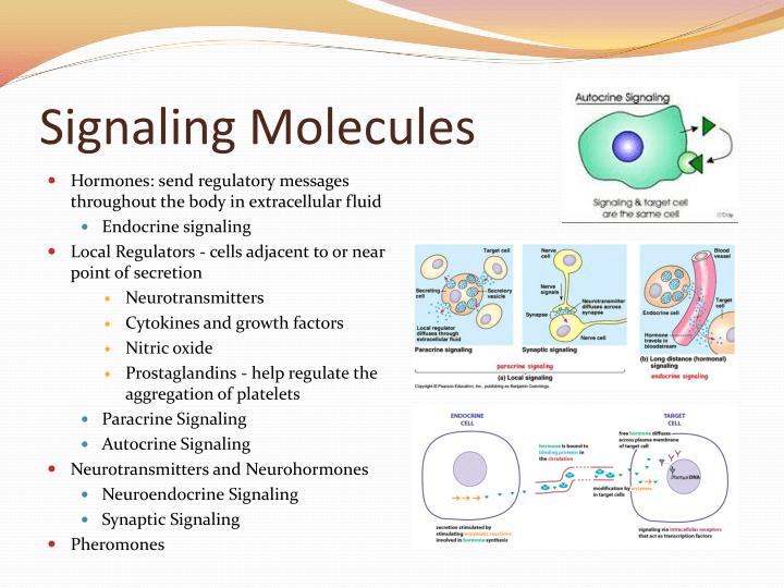 Signaling pathways of endocrine hormones