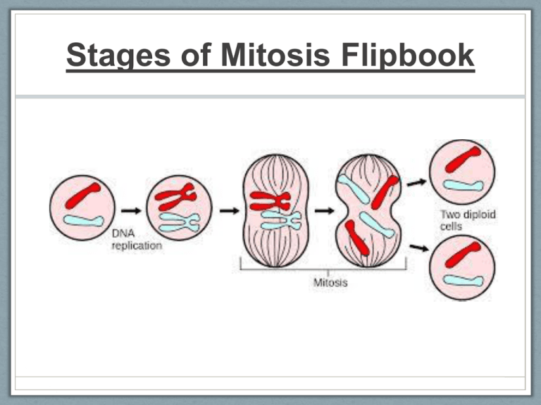 Mitosis simulation activity flip book