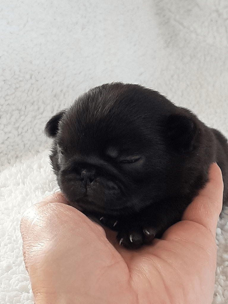 Reds blacks evens odds in roulette crossword